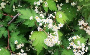 最新 リキュウバイ 育て 方 人気のある画像を投稿する