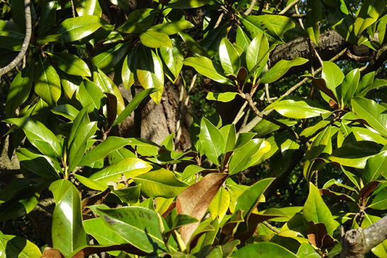 タイサンボクの葉の様子