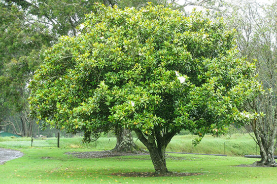 タイサンボクの木姿