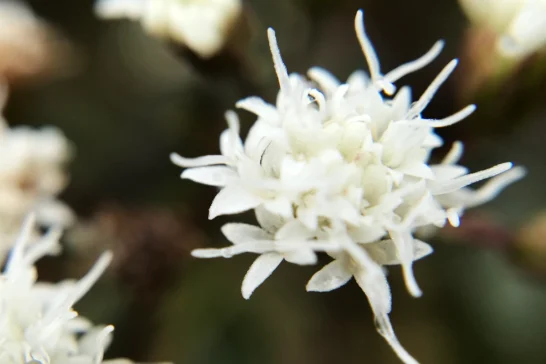 ユーパトリウム・チョコレートの花