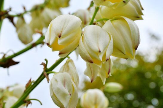 アツバキミガヨランの花