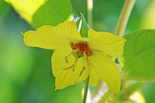 リシマキア・キリアータの花