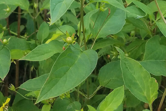 リシマキア・キリアータの葉