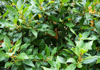 ゲッケイジュ 特徴と育て方 ガーデニングの図鑑