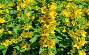 ネメシアの育て方 ガーデニングの図鑑