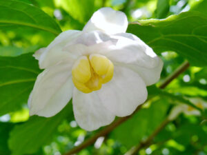 クロバナロウバイの育て方 ガーデニングの図鑑