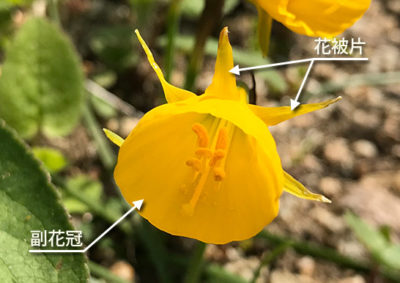 ペチコートスイセンの花の構造