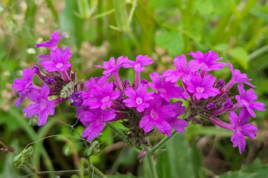 バーベナ・リギダの花序