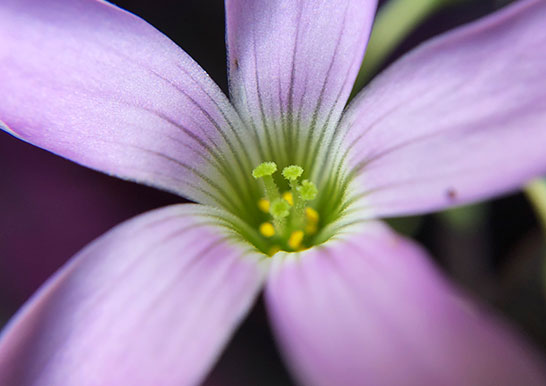 スマホレンズで撮る植物のマクロ写真 ガーデニングの図鑑