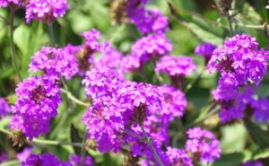 三尺バーベナ ヤナギハナガサ の育て方 ガーデニングの図鑑