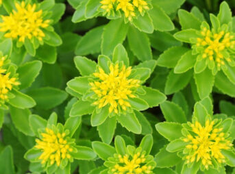 山野草 ガーデニングの図鑑