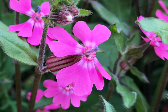 フクロナデシコの花