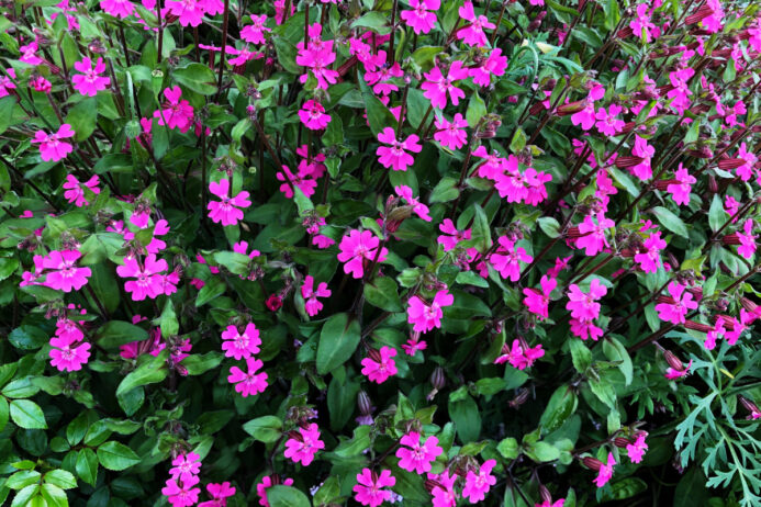 たくさんの花を咲かせるフクロナデシコ