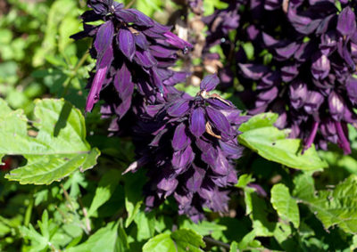 紫色のサルビア・スプレンデンス