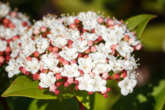 ィ ビバーナム ダビデ 常緑ガマズミ【ビバーナム・ティヌス】：白い集合花と、光沢のあるコバルトブルーが魅力の、丈夫な庭木