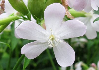 サポナリア(サボンソウ)の花
