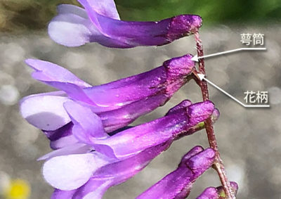 ナヨクサフジの花の特徴