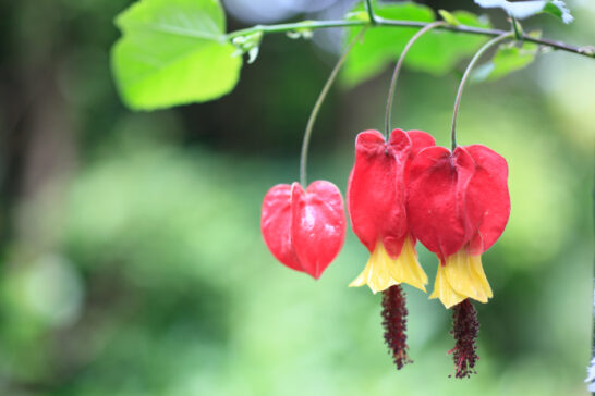 ウキツリボクの花の様子