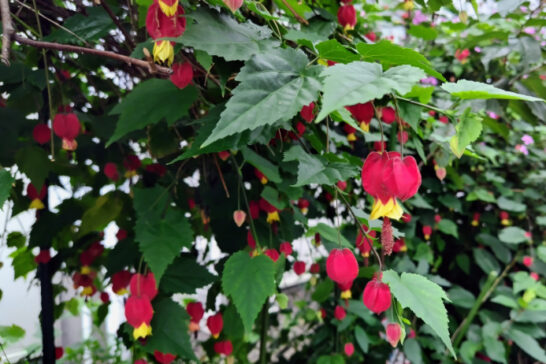 たくさんの花を咲かせるウキツリボク