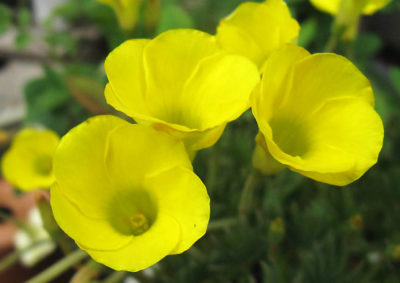 オキザリス・フラバの花