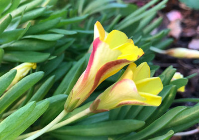 オキザリス・フラバの花