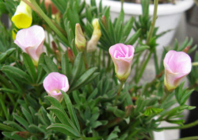 ピンク色の花を咲かせるオキザリス・フラバ