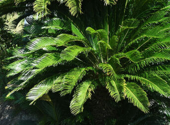 低木 ガーデニングの図鑑