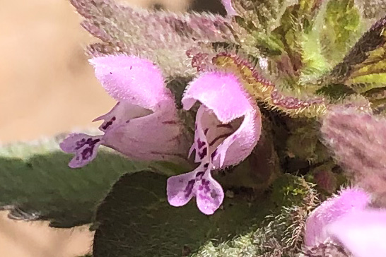 ヒメオドリコソウの唇形花
