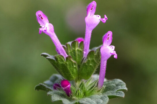 ホトケノザの唇形花と萼