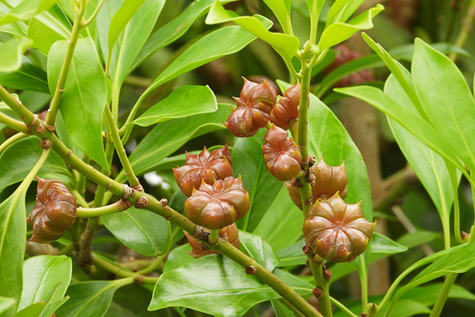 シキミとは ガーデニングの図鑑