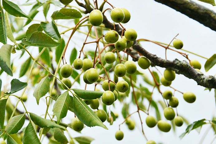 センダンとは ガーデニングの図鑑