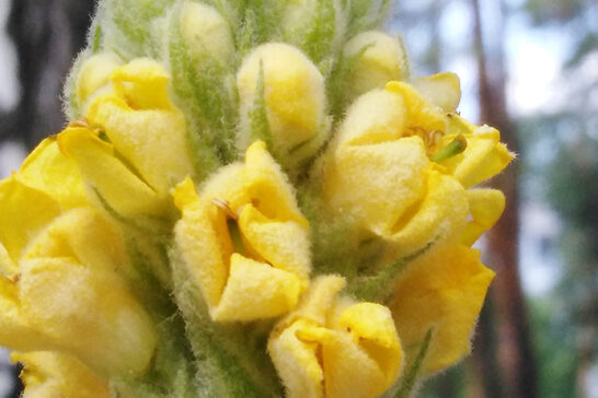 ビロードモウズイカの花冠と萼