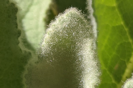 ビロードモウズイカの葉の綿毛