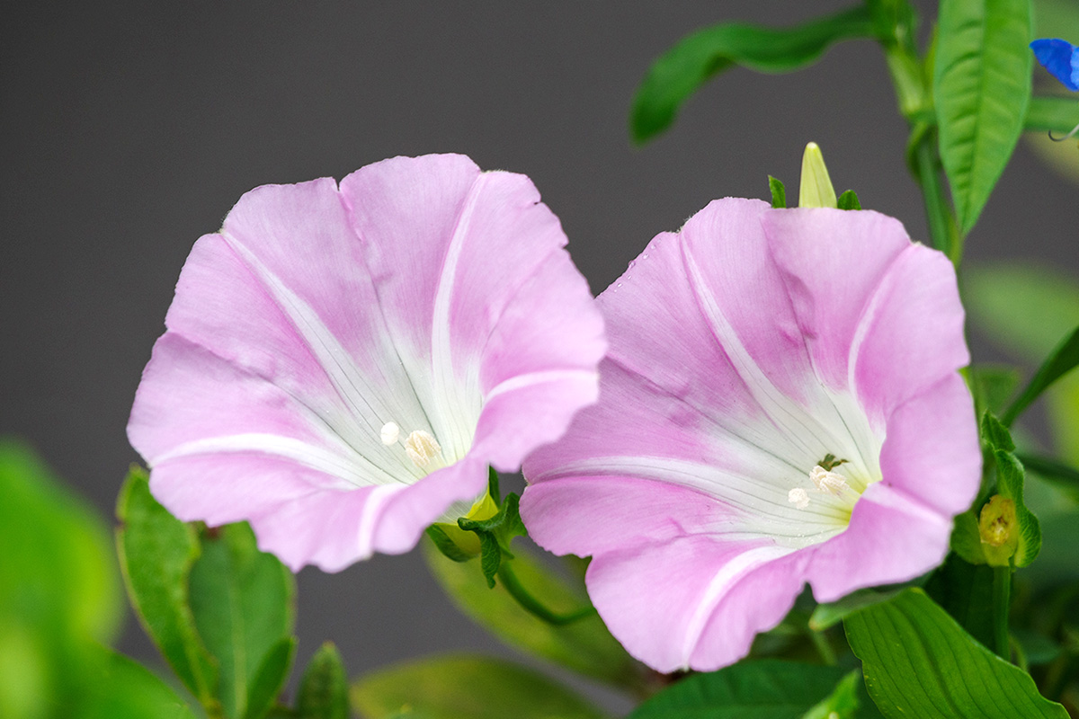 ヒルガオに似た花 ガーデニングの図鑑