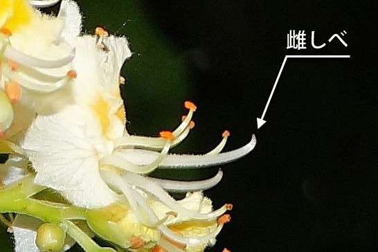 マロニエ（セイヨウトチノキ）の両性花