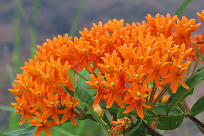 アスクレピアス・ツベロサ 特徴と育て方 ガーデニングの図鑑