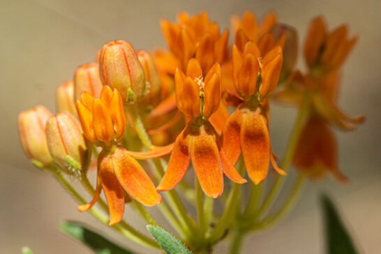 アスクレピアス・ツベロサの花