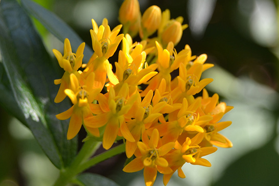 黄色の花を咲かせるアスクレピアス・ツベロサ