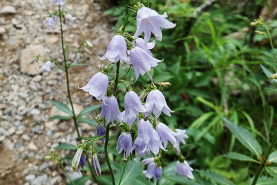 ツリガネニンジンの花序